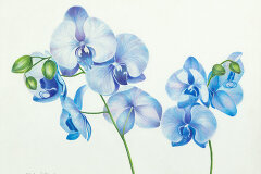 #0105 - Phalaenopsis Blue Orchid