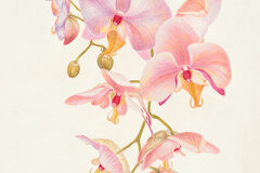 #0109 - Beautiful Pale Orchids