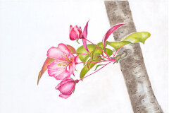 #0001 - Crabapple Blossom