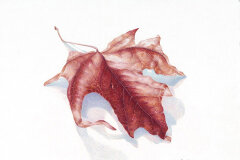 #0030 - Fall Colored Maple Leaf