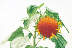 #0034 - Sunflower in September