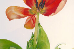 #0088 - Sunburst Tulip