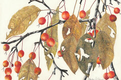 #0108 - Late Fall Crabapples