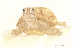 #0079 - Tortoise by Lake Harriet