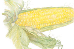 #0010 - Ear of Corn