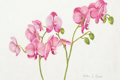 #0110 - Dancing Pink Orchids