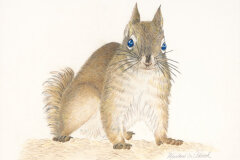 #0084 - St. Paul Squirrel