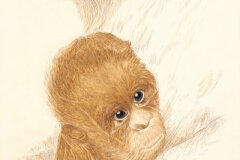#0060 - Kemela - a Baby Orangutan