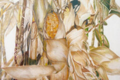 #0083 - Corn on Stalks