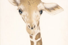 #0050 - Baby Female Giraffe, Skye