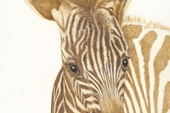 #0057 - Melee, Zebra Foal