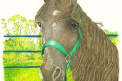 #0040 - Janet's Horse Lexi