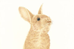 #0078 - Thumper the Rabbit