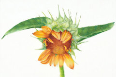 #0045 - Sunflower after Windstorm