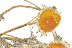 #0048 - Five Fall Sunflower Heads