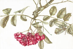 #0035 - Berry Branch