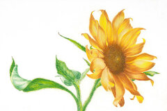 #0032 - Dancing Sunflower