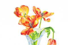 #0026 - Four Wilted Tulips