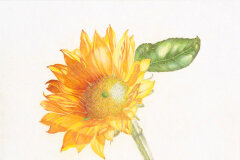 #0020 - Sunlit Sunflower