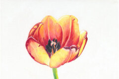 #0003 - Tulip in Vase