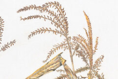 #0011 - Wheat Field