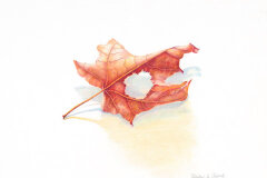 #0049 - Maple Leaf with Shadow