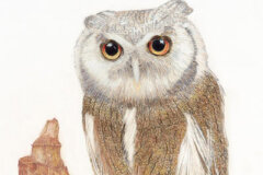 #0063 - Ollie the Owl