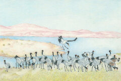 #0029 - Black-Necked Cranes