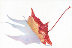 #0043 - Curled Fall Maple Leaf