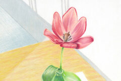 #0047 - Tulip on Table