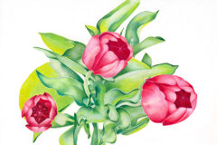 #0033 - Three Garden Tulips