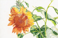 #0019 - Shaded Sunflower
